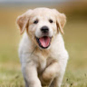 Meet your Posher, Audrey